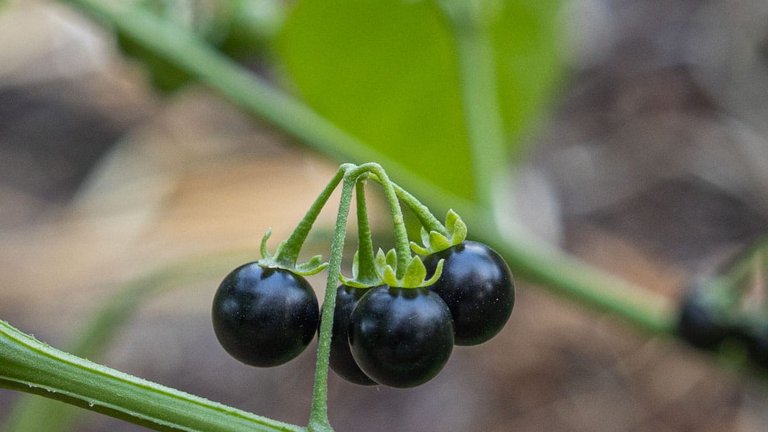 A cluster of ripe, glossy black nastergal berries (Solanum nigrum) on the plant